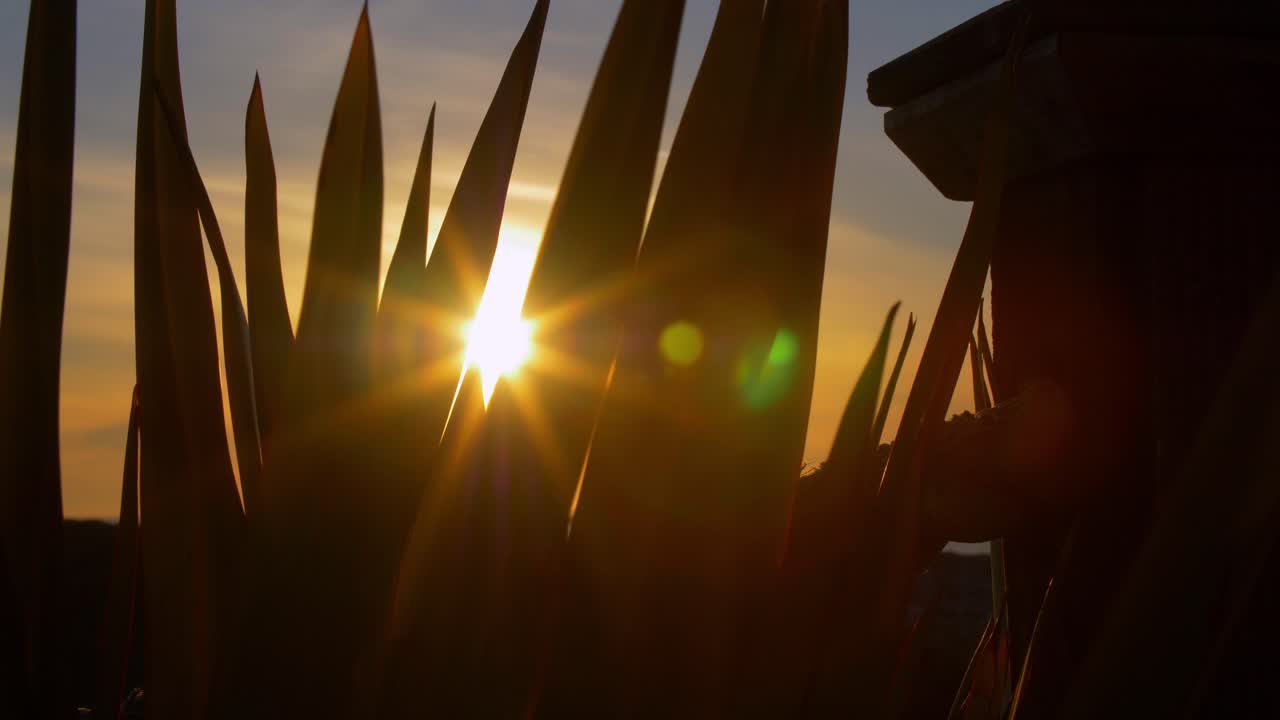 Beautiful Sunset between some Plants with Some Sun Rays Effect
