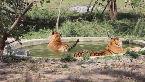 Clip-De-Dos-Tigres-Tomando-Un-Baño-En-Una-Piscina-Del-Zoológico-De-Indore,-Madhya-Pradesh,-India