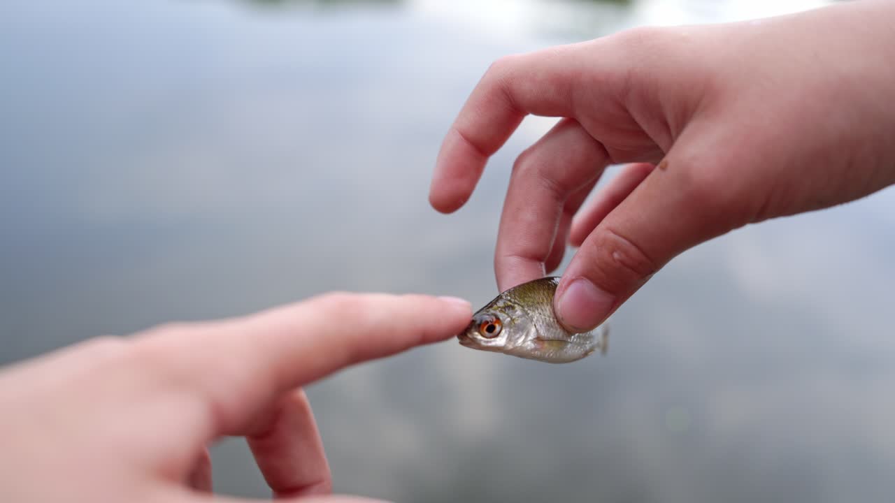 Woman to regret fish. Close up view of woman hands regreting fish