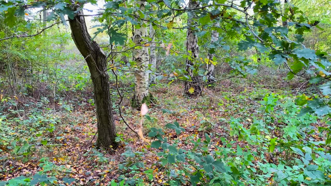 숲의 거미줄에 매달려 있는 나뭇잎