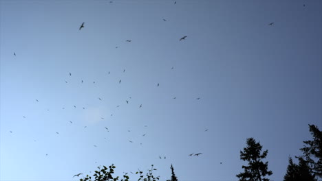 a pack of birds flying over some treetops with a clear blue sky in the background