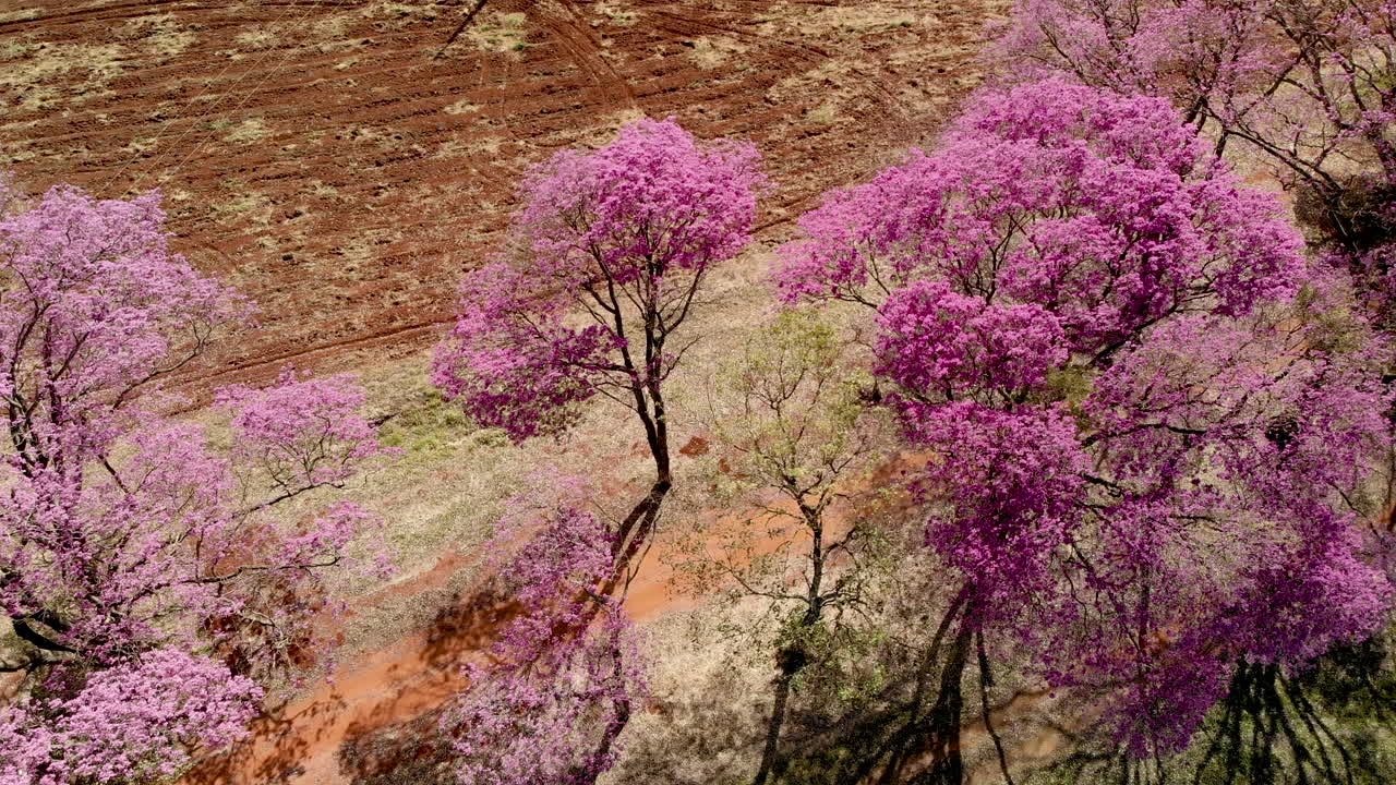 vista aérea de un hermoso árbol ipe rosa florido
