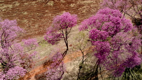 Vista-Aérea-De-Un-Hermoso-árbol-Ipe-Rosa-Florido