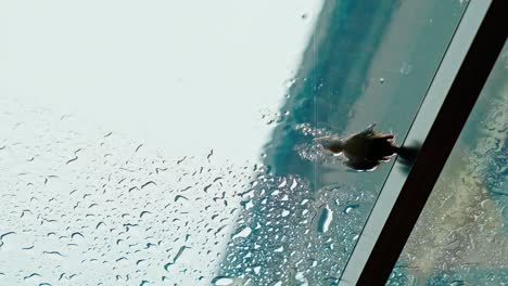 Dead-young-bird-on-the-clear-roof-on-the-raining-day