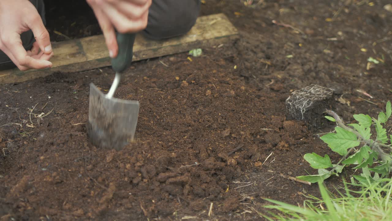 Working soil digging with trowel to transplant tomato plant
