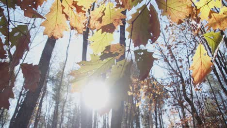 Looking-up-into-the-forest