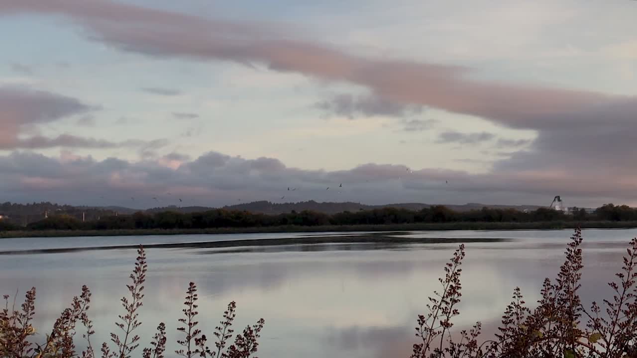 Flock of seagulls flying above an industrial pond close to sunset