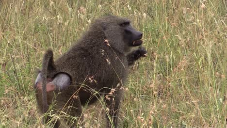 male olive baboon foraging in high grass