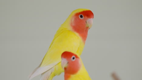 Two-Rosy-faced-Lovebirds-on-Grey-Background-or-Rosy-collared-or-Peach-Faced-Lovebird