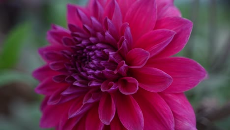 pink dahlias are blooming on the tree.