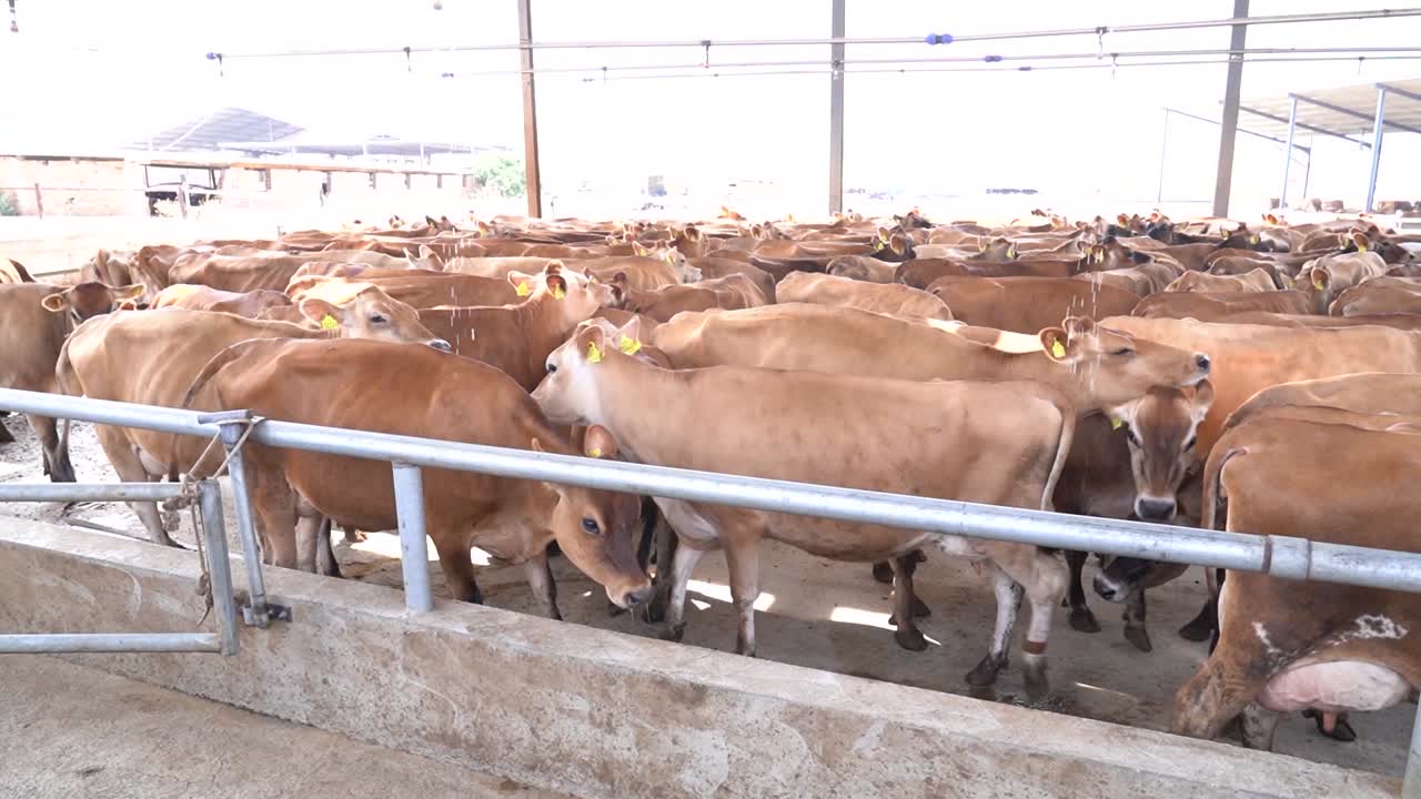 Brown cows take a bath to cool from heat in stable on sunny day. Ecologically friendly farming business.