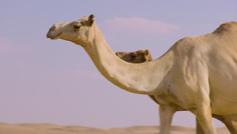 a caravan of camels wonder through the desert