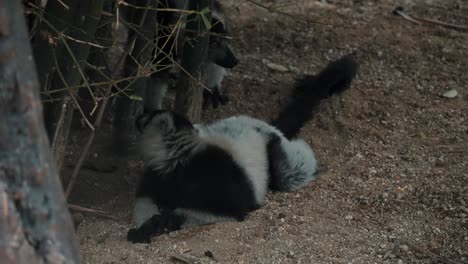 black-and-white ruffed lemur lying on the ground while other walking away