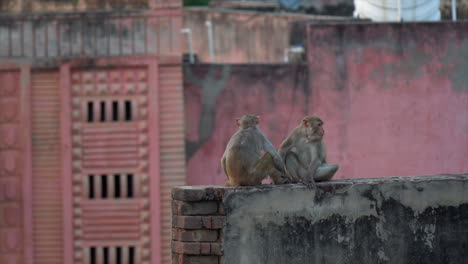 dos monos macacos se sientan relajados en una pared de ladrillo de yeso en agra, india