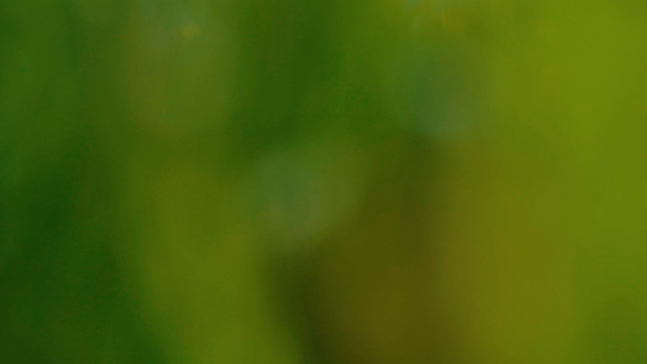 reveló el tiro en el campo de diente de león