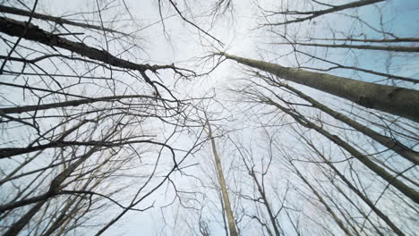 spinning through a claustrophobic tunnel of bare trees