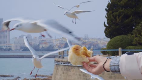 feed the seagulls bread,seagulls flying in the sky ,seagulls fight for food