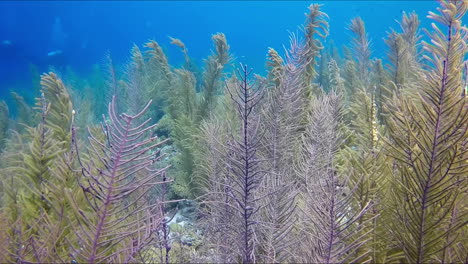 campo de algas bajo el agua y los buceadores a lo lejos