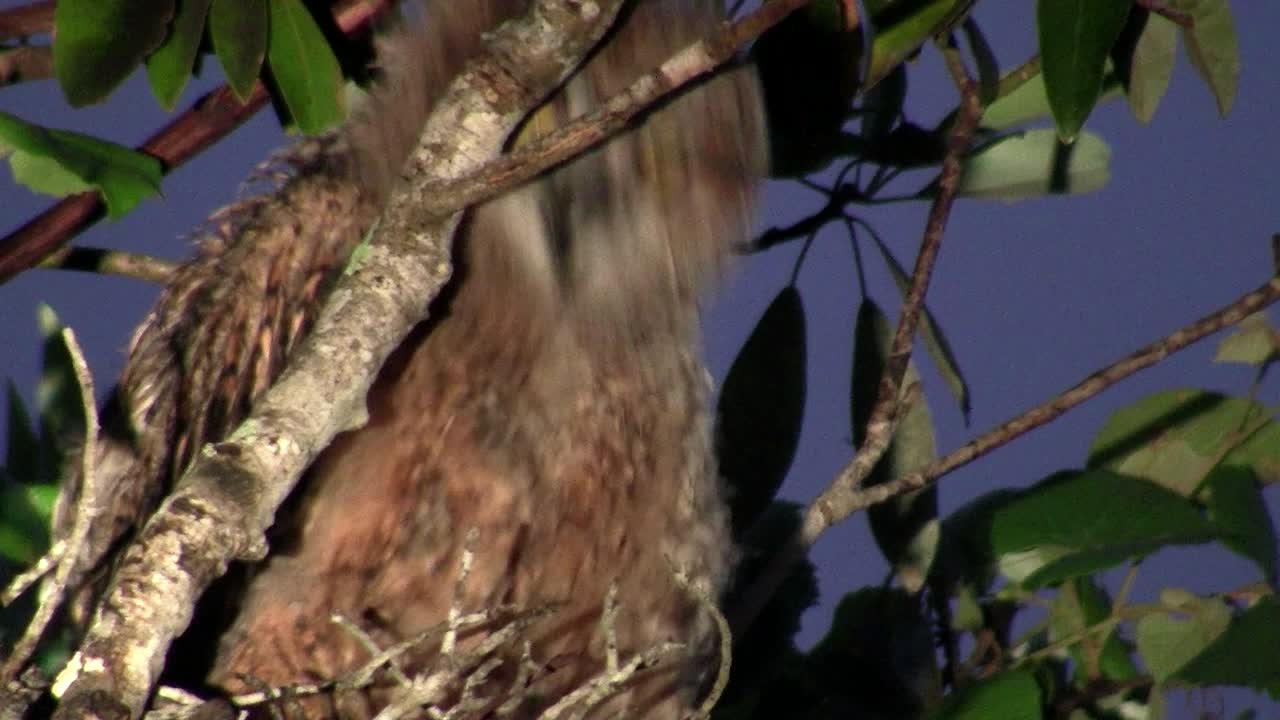 큰 뿔 부엉이는 밤에 나무 가지에서 피어