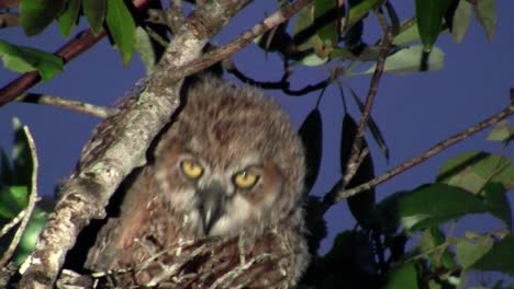 un gran búho cornudo se asoma desde las ramas de un árbol por la noche