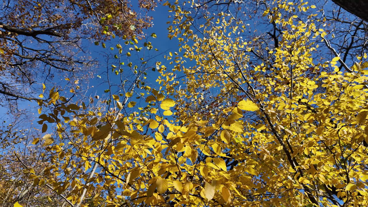 Autumn Forest: Yellow Leaves Against a Blue Sky