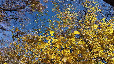 autumn forest: yellow leaves against a blue sky