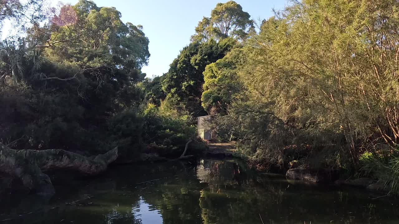 평온 한 연못 에서 수영 하는 검은 백조