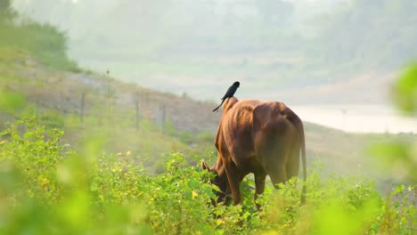 a drongo bird perched on a brown cow while the cow eats the surrounding greenery, highlighting the natural balance and symbiotic relationship between different species