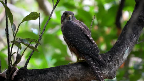 Close-up-of-a-New-Zealand-falcon-kārearea-on-a-branch-in-a-forest