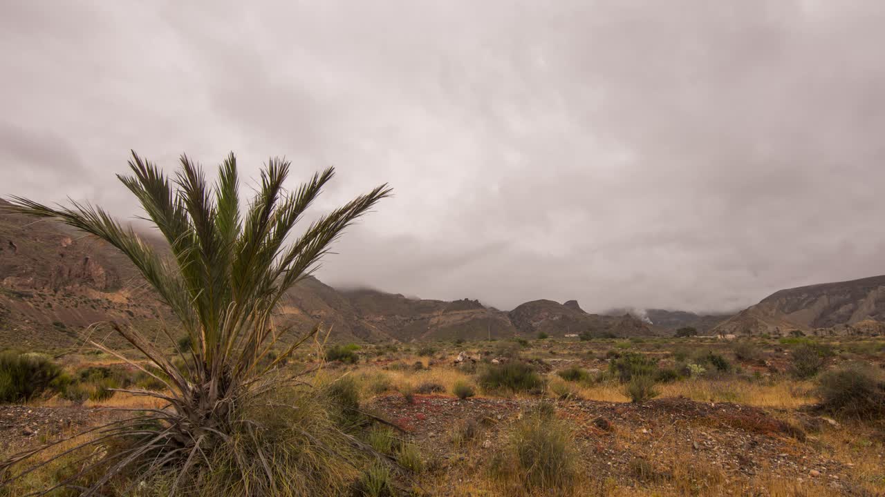 Desert Palm Tree with clouds and rain