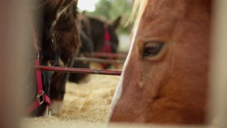 un retrato de burros y caballos comiendo heno en una granja mediterránea en chipre, cámara lenta