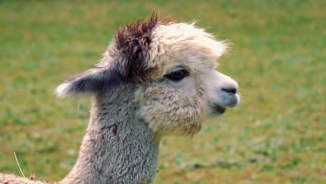 4k uhd footage of alpaca - alpacas and lama - lamas in natural surroundings