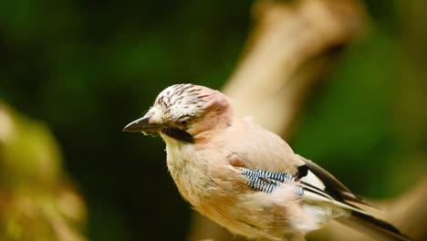 El-Arrendajo-Euroasiático-En-Frisia,-Holanda,-El-Primer-Plano-Detallado-Sigue-Al-Pájaro-Tragando-Comida-Y-Luego-Se-Va-Volando