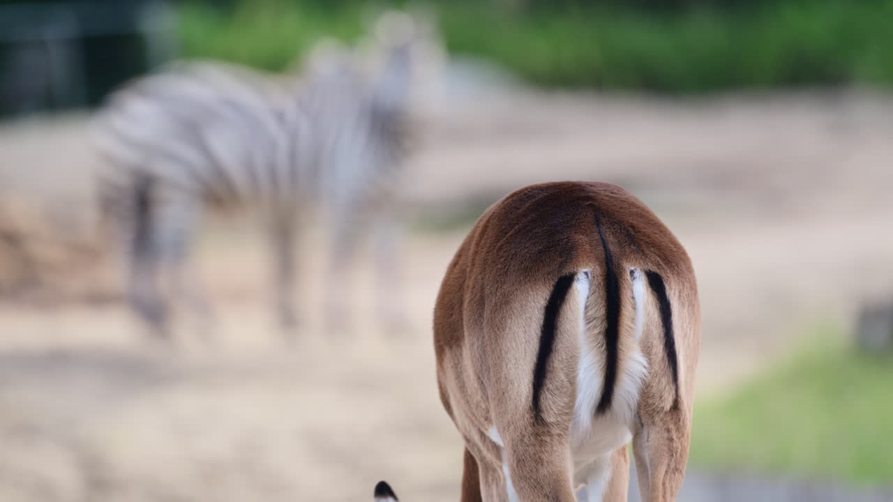 インパラが真正面を見つめ、背景にはシマウマの一部が写っています。