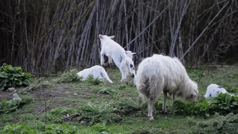 happy, cute flock of young lambs jumping and running after each other outside in sardinia, italy