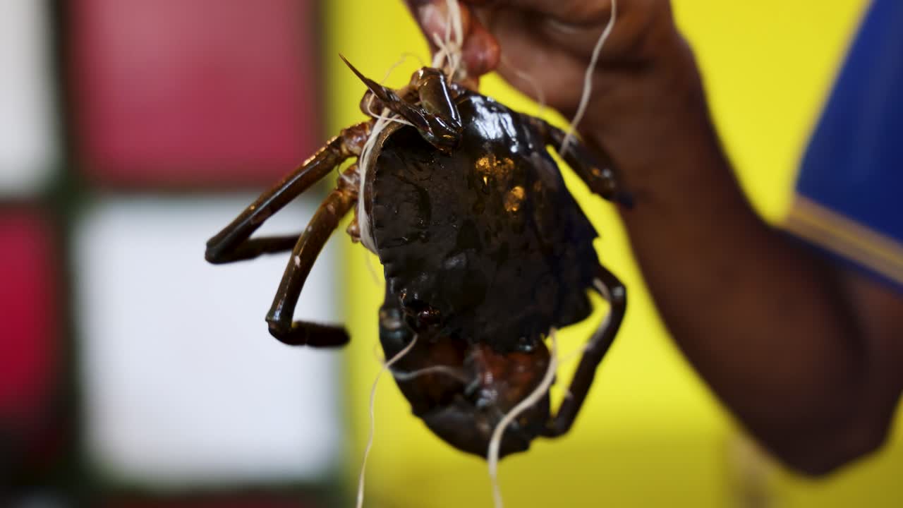 freshly caught mud crab held by hand with blurred background