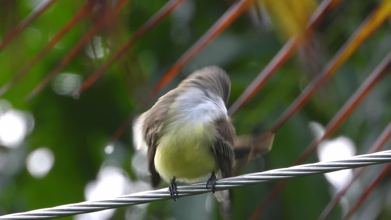 Dusky-capped Flycatcher perched on tropical jungle steel cable cleaning feathers