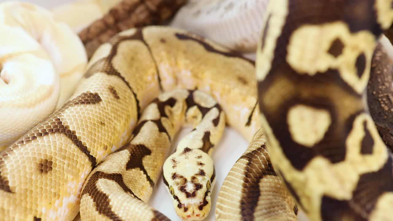 Corn snakes in various colors interact on a white surface. Bright lighting highlights their patterns and textures