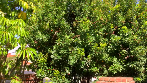Swarm-of-honey-bees-5,-landing-in-residential-tree-in-yard-in-Southern-California,-HD