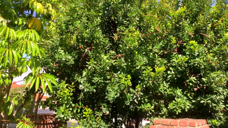 swarm of honey bees 5, landing in residential tree in yard in southern california, hd