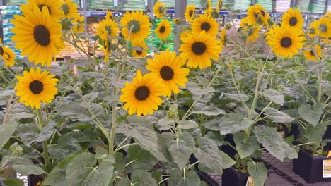 potted mini sunflowers in nursery garden center