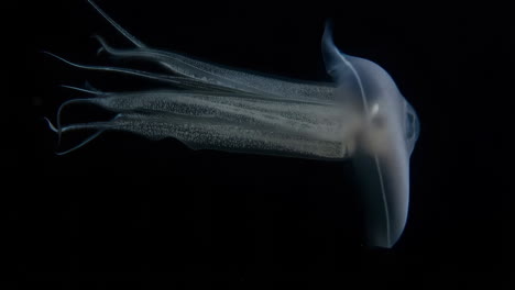 squid in the deep sea