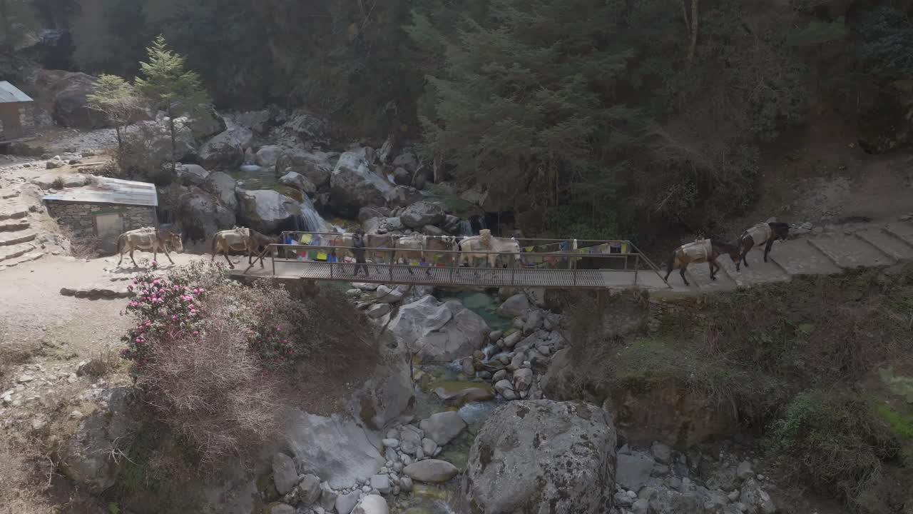 Nepal Aerial shot of horses and donkeys carrying tourist loads across a river bridge in Mount Everest region, sunlight and shadows on serene Himalayan landscape