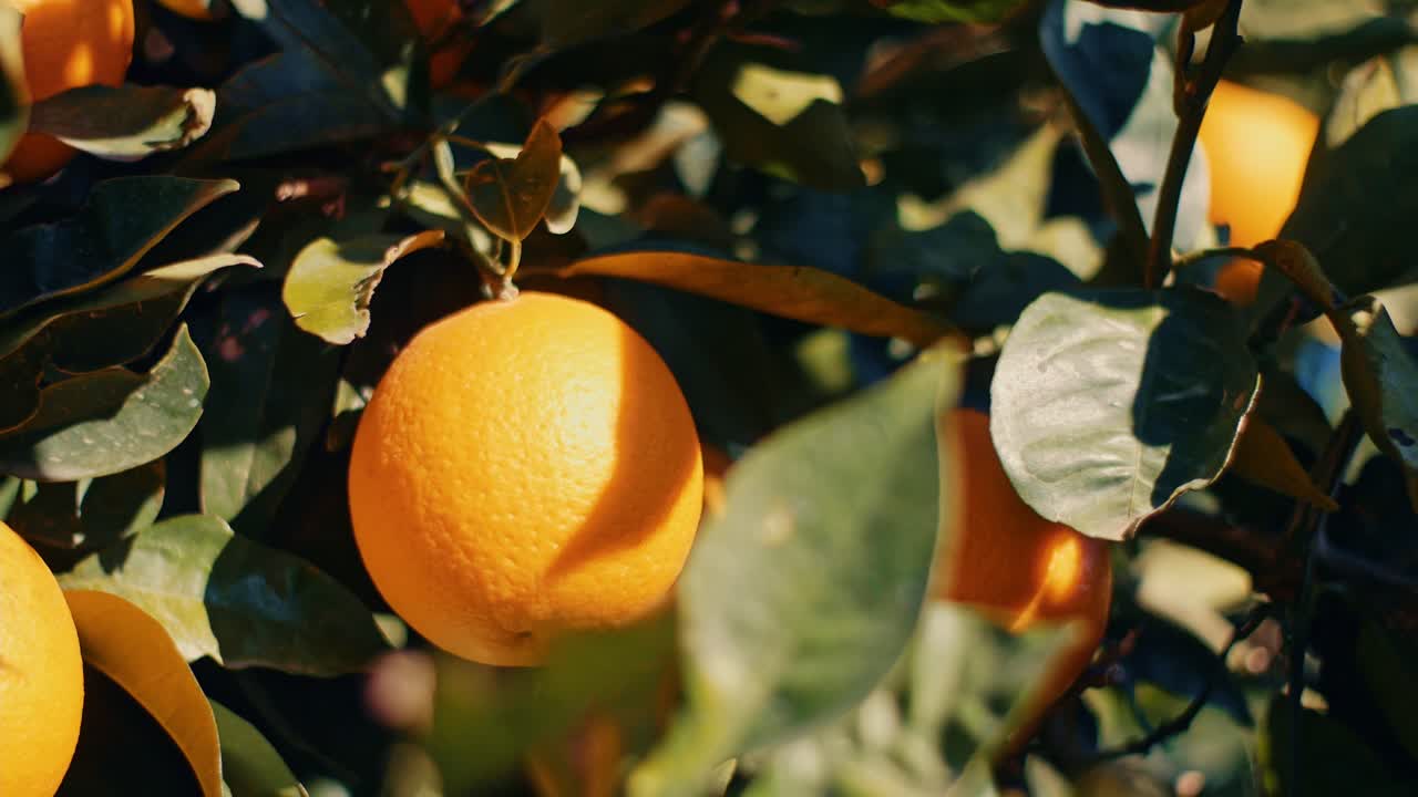 arancione super vicino appeso al ramo di un albero in un giardino di frutteti di piantagione organica