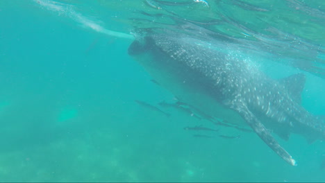 huge whale shark of oslob cebu, philippines with small fishes in the side