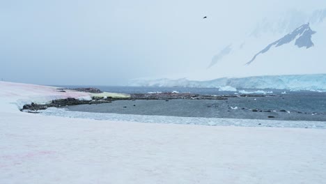 Penguin-Colony-in-Antarctica-Landscape-Scenery,-Gentoo-Penguins-in-the-Snow-while-Snowing-in-Cold-Windy-Weather,-Antarctic-Peninsula-Wildlife-and-Animals-in-Winter-with-Icebergs-and-a-Glacier