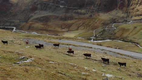 grazing cows in valley with mountain stream flowing in background