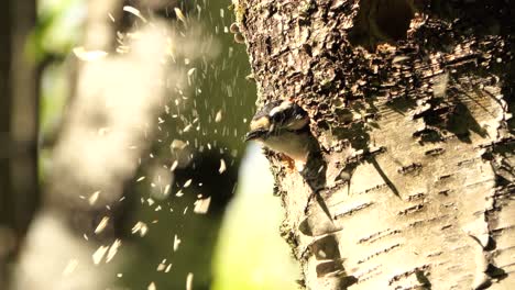 a downy woodpecker peeks out of his home, a hole in a tree