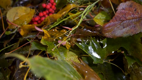 Wet-green-and-yellow-autumn-leaves,-Pull-back-shot