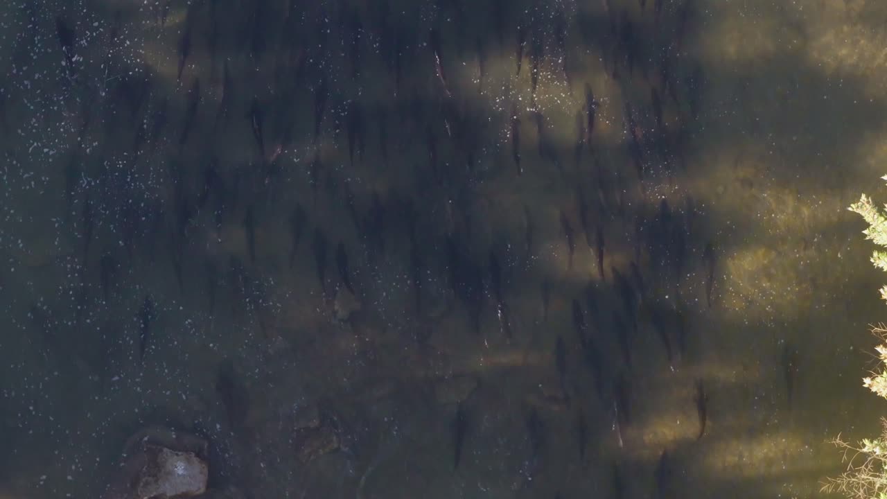 un gran grupo de salmones nadan aguas arriba en un río claro rodeado de rocas y bosque